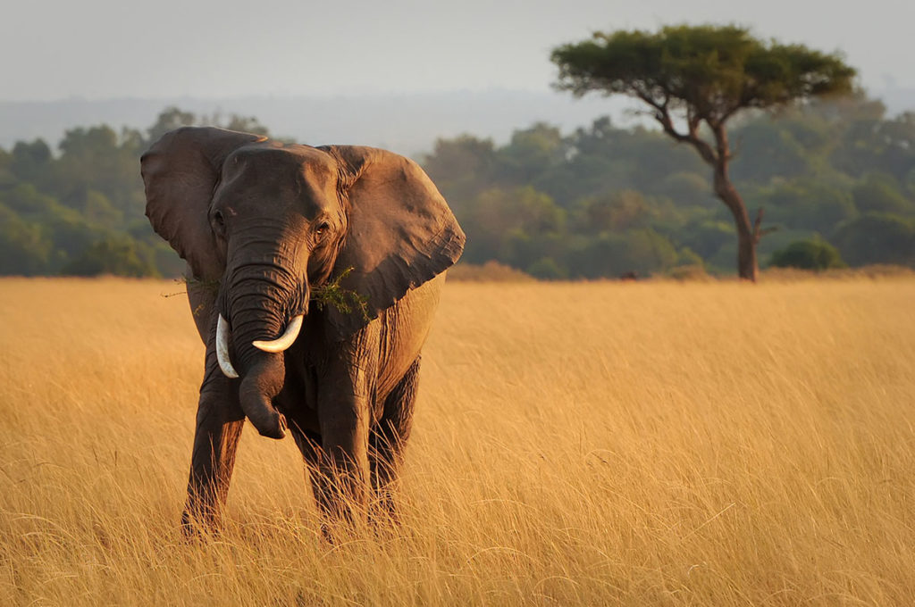 Masai Mara, Kenya, by Amy Nichole Harris, Shutterstock (Travel Africa magazine)