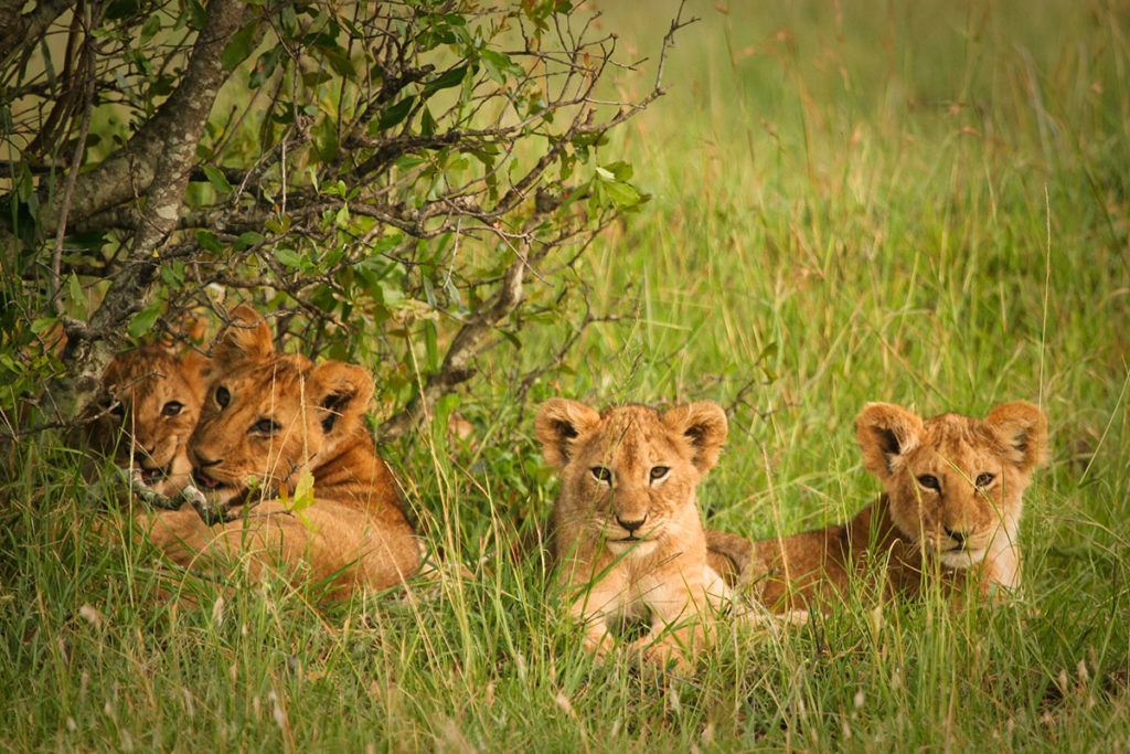 Cubs in the red oat grass of the Masai Mara, Kenya. By Piotr Gatlik, Shutterstock