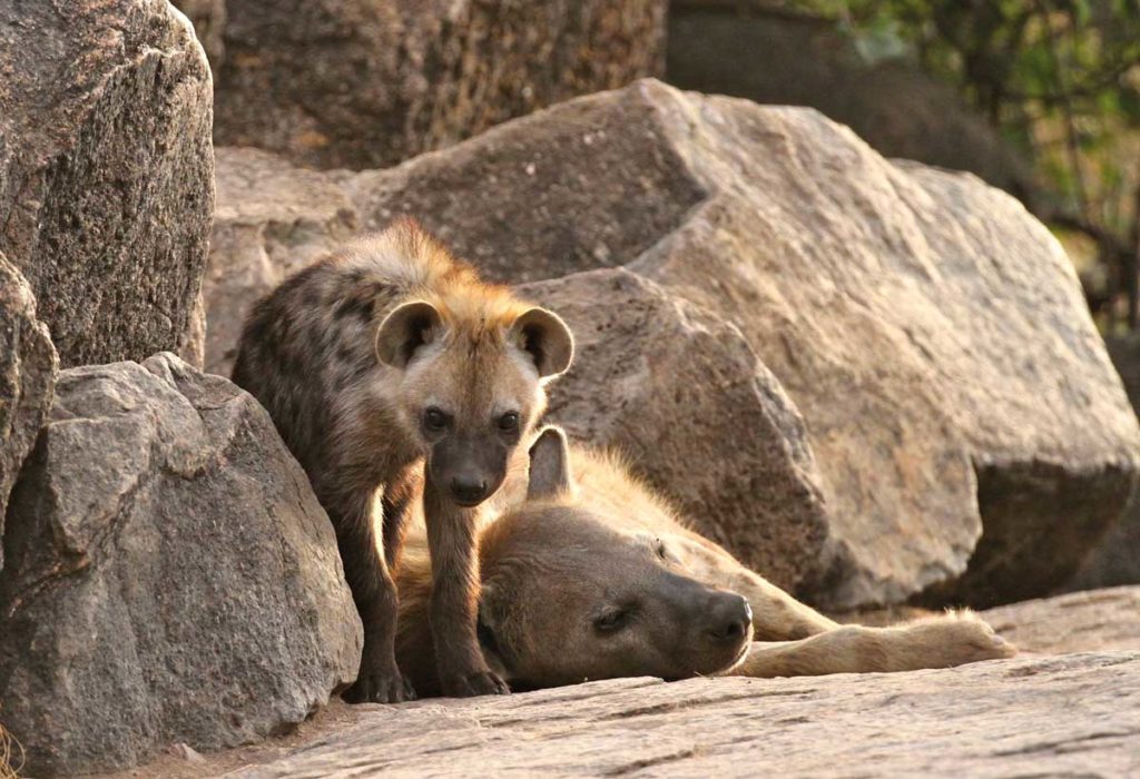 Spotted hyenas, Serengeti, Tanzania. Copyright Mike Unwin (Travel Africa magazine)