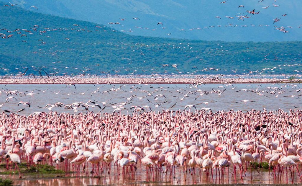Flamingos on Lake Bogoria, image credit Gudkov Andrey, Shutterstock | Travel Africa magazine