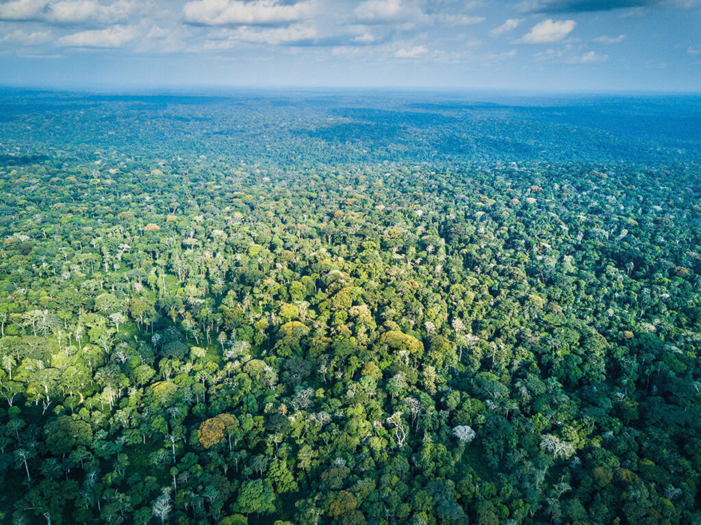 Odzala - Ndzehi Concession and Marantaceae Forest - Scott Ramsay, Congo Conservation Company (Travel Africa magazine)