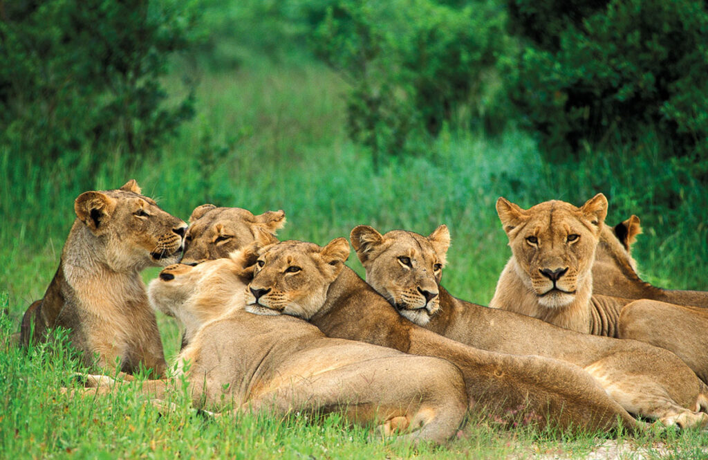 Lions in Zimbabwe, Travel Africa, Gecko Publishing, Ariadne Van Zandbergen